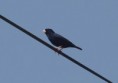 /album/photogallery/village-indigo-bird-lamin-jpg/